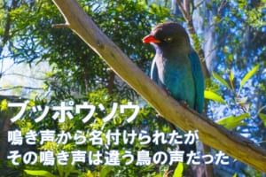 鳴き声が「仏法僧」と聞こえる鳥「ブッポウソウ」、実はその鳴き声は違う鳥のものでした！ってどういう事？