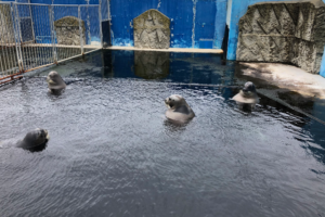 【完全一致】こんなハズじゃ･･･おたる水族館のアザラシが露天風呂のオッサンだった（笑）