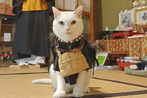 お勤め頑張るニャン！京都八瀬「猫猫寺（にゃんにゃんじ）」の猫住職が超かわいい♪