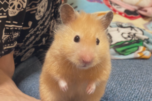 力関係が表れてる！？(笑) さりげなく人間の足を踏むハムスターが面白可愛すぎた！