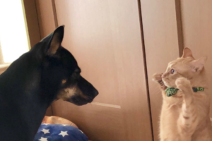 強そうというよりカワイイ！ニャンコの威嚇方法が完全にアリクイみたいだった