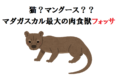 猫？それともマングース？マダガスカル最大の肉食獣「フォッサ」とはどんな動物？