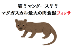 猫？それともマングース？マダガスカル最大の肉食獣「フォッサ」とはどんな動物？