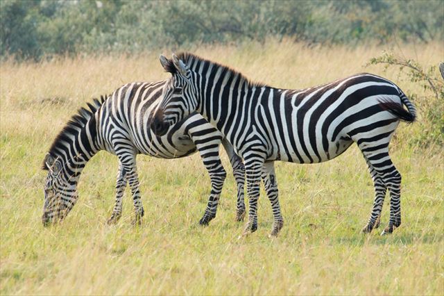 野生のシマウマ