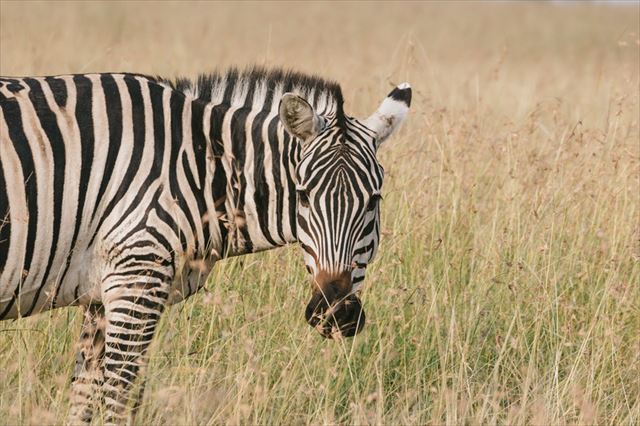にらみを利かせるシマウマ