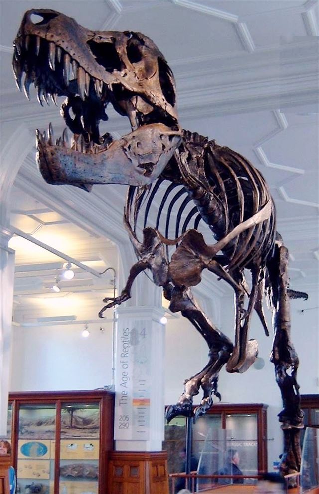ティラノサウルスの骨