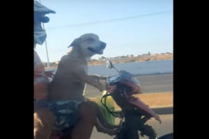 ブラジル人もびっくり！バイクを運転するワンコが目撃される！