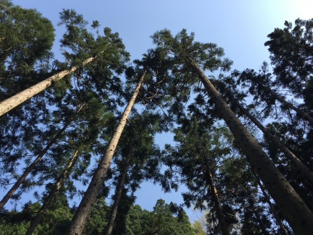 sequoia