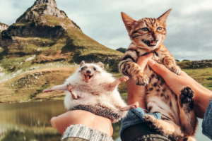 笑顔が最高にカワイイ！ハリネズミのハービーと猫ちゃんがInstagramで大人気！