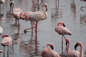 フラミンゴの色は元々ピンクではない？なぜ片足立ちをしているの？それらの理由とは！？