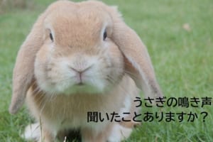 犬が「ワン」で、猫が「ニャー」・・・では、うさぎの鳴き声は？