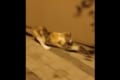 リアル『トムとジェリー』!追いかけてくる猫にジャンプで反撃するネズミが凄い!