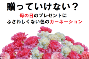 【驚愕の事実】母の日に贈る感謝の気持ちを込めたカーネーション、実はプレゼントしてはいけない色があった！