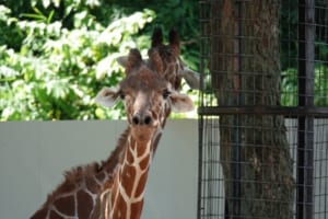 キリンの角は5本！意外と知らない不思議な動物、キリンの秘密に迫る！