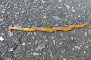 コウガイビルって知ってる？ちょっと気持ち悪いけど興味深い生物！