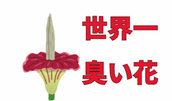 世界一臭い花！「ショクダイオオコンニャク」と「ラフレシア」はどちら世界最大の花でもある？！