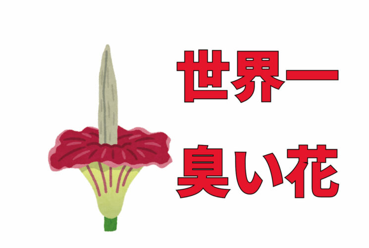 世界一臭い花！「ショクダイオオコンニャク」と「ラフレシア」はどちら世界最大の花でもある？！