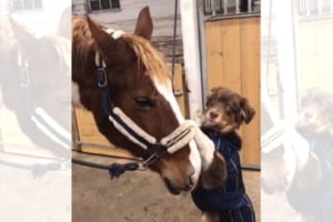 種を超えた友情にほっこり。仲良しの馬に飛びつき、つかまることに成功すると・・この表情（笑）