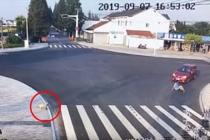 横断歩道のない所を歩いて車にひかれた男性。その一方でしっかり横断歩道を歩くワンコが話題に