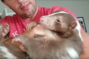 大好きな飼い主さんに抱っこされてうっとり・・めちゃめちゃ懐いているスカンクが可愛らしい！