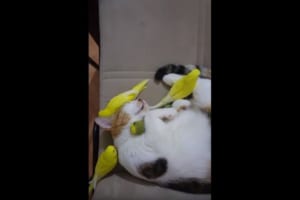 鳥たちと一緒に寝ることが大好きなニャンコ。腕でギュッと抱きしめる様子が幸せそう