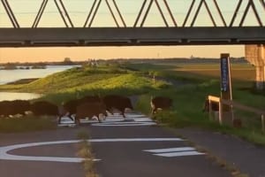 「野生動物の危機回避能力は侮れない」増水した利根川から避難する大量のイノシシが話題に！