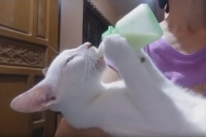 「寝る前にいつも飲んでるニャン」哺乳瓶を持ってミルクを飲むことが日課のニャンコが話題に