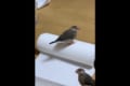 1羽の文鳥に面白すぎるハプニングが発生(笑)飼い主さんによる鳥を飼う極意も必見!