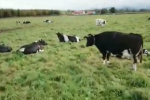 こんな使い方もあるんだね！ドローンで寝ている牛を効率良く起こしていく光景が話題に！