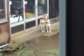 首をなが~くして散歩を待ちわびる3匹の柴犬が可愛らしい!3つ首の番犬ケルベロスにも見える!?