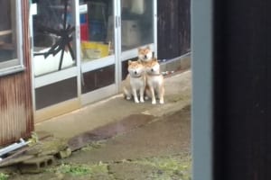 首をなが～くして散歩を待ちわびる3匹の柴犬が可愛らしい！3つ首の番犬ケルベロスにも見える！？