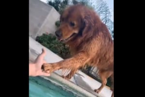 飼い主が溺れないか心配するワンコ。飼い主を想う一連の行動が微笑ましい！一度手が離れると・・