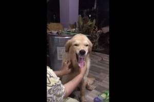 飼い主さんからマッサージを受ける至福の瞬間・・気持ち良すぎてスゴイ顔になるワンコ