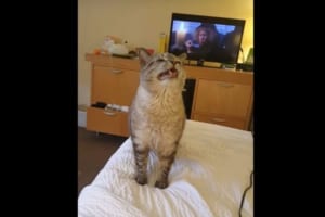 ハ・・ハ・・ハクシュン！ニャンコのくしゃみする瞬間が超絶カワイイ！