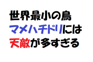 【世界最小で世界最弱の鳥】マメハチドリは小さすぎてアリのことも恐れる鳥だった！