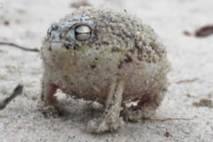 世界一かわいいカエル「ナマカフクラガエル」を知ってる？見た目も声もかわいすぎ！