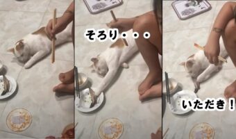 なんとも巧妙！寝たふりをしながら魚をかすめ取るニャンコに笑いが止まらない！