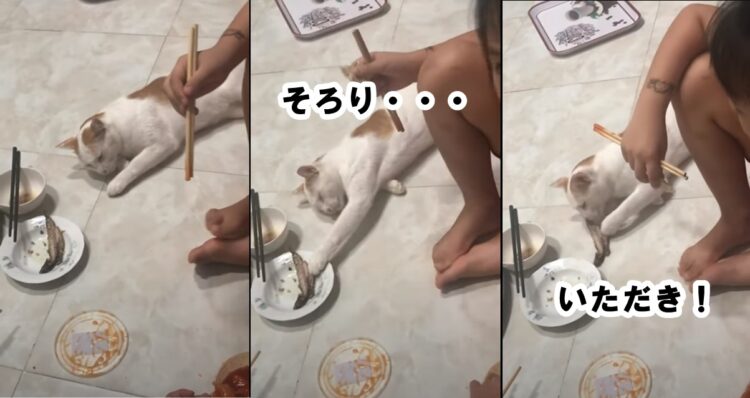 なんとも巧妙！寝たふりをしながら魚をかすめ取るニャンコに笑いが止まらない！