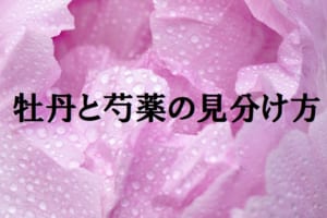 牡丹（ぼたん）と芍薬（しゃくやく）の違いは？咲く時期もそっくりな花の見分け方をご紹介！