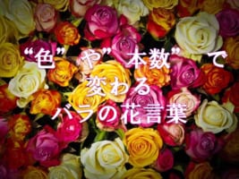 【バラの花言葉】何も考えず恋人に贈ったら怒られちゃうかも！？贈る色や本数で変わる意味とは