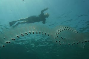 透明な海の生き物「サルパ」はクラゲじゃなくてホヤの仲間！その謎生物を解説！
