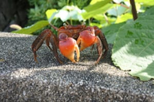 マジかよ！？意外と長いサワガニの寿命にビックリ！小学生が大人になっちゃうよ？