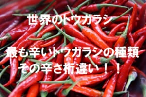 世界で最も辛いトウガラシの種類は？辛さがハバネロの10倍ってホント！？