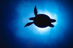 古代の巨大な亀アーケロンはどれほど大きかったのか？現存する亀最大の種は？