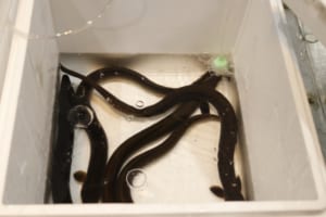 うなぎの血には毒があるって知ってた？だから刺身がなかった！