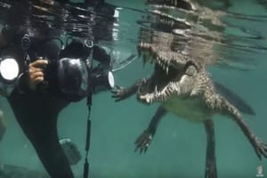 え！？正気なの？イリエワニにグイグイ近づくダイバーが無謀すぎて怖い