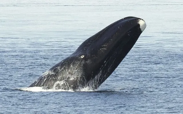 ホッキョククジラ