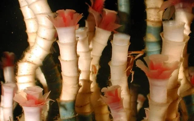 チューブワーム