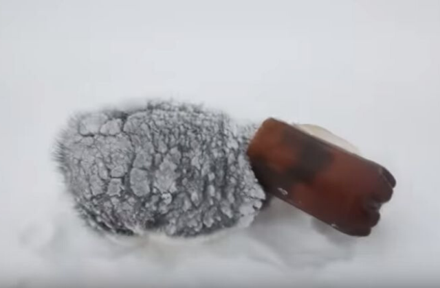 dog_petbottle3