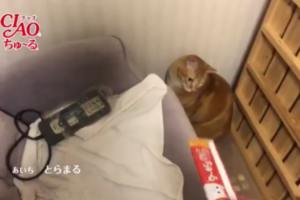 嘘でしょ！？どんな猫も虜にする「ちゅ～る」に全く興味を示さないニャンコがいた！